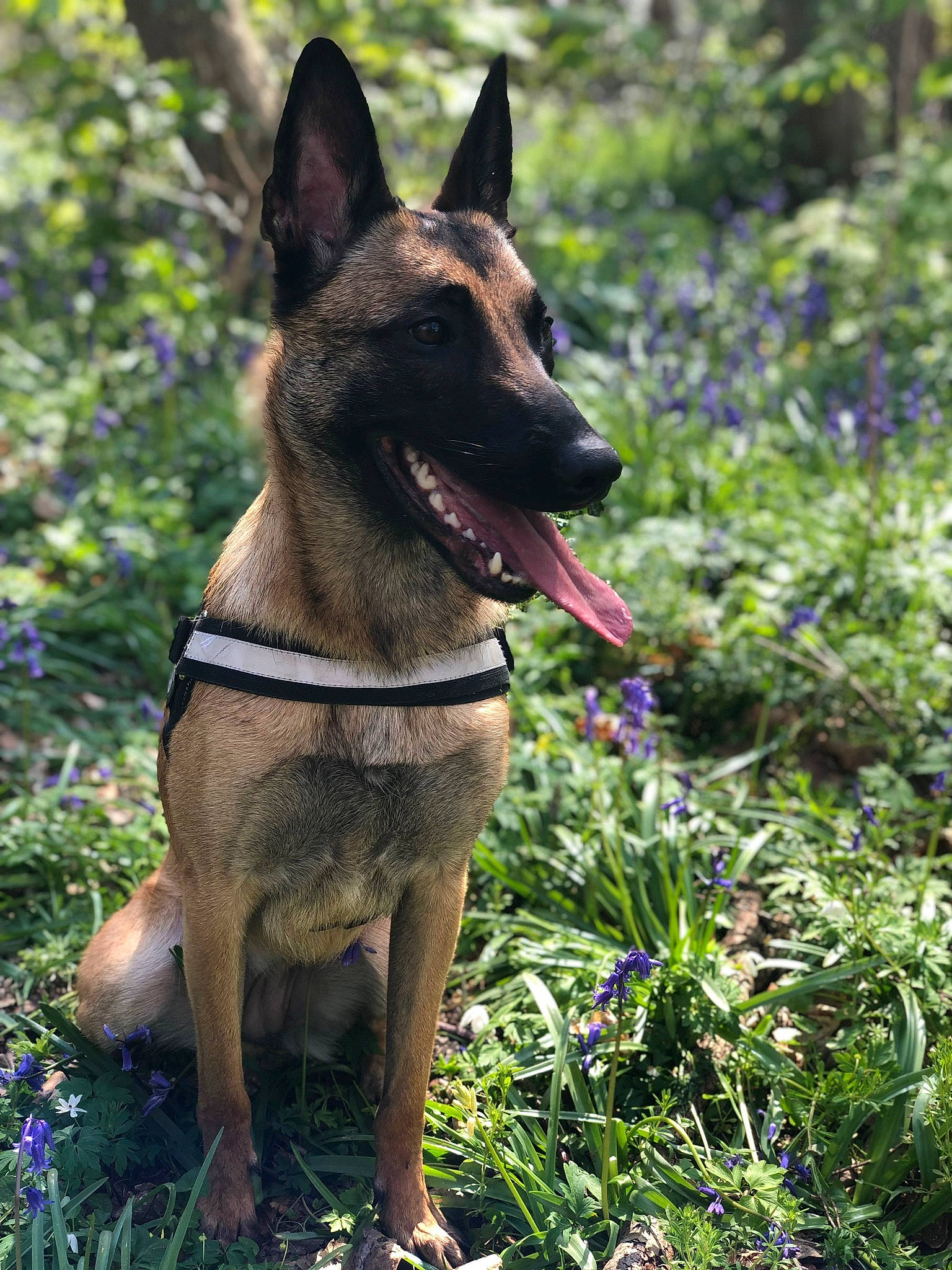 Nia participe au concours pour gagner de l'argent avec cette photo : belgian_shepherd, belgian_shepherd_malinois, canidae, carnivore, dog, dog_breed, east_european_shepherd, fawn, german_shepherd_dog, kunming_wolfdog, mammal, plant, police_dog, rare_breed_dog, snout, vertebrate, working_dog