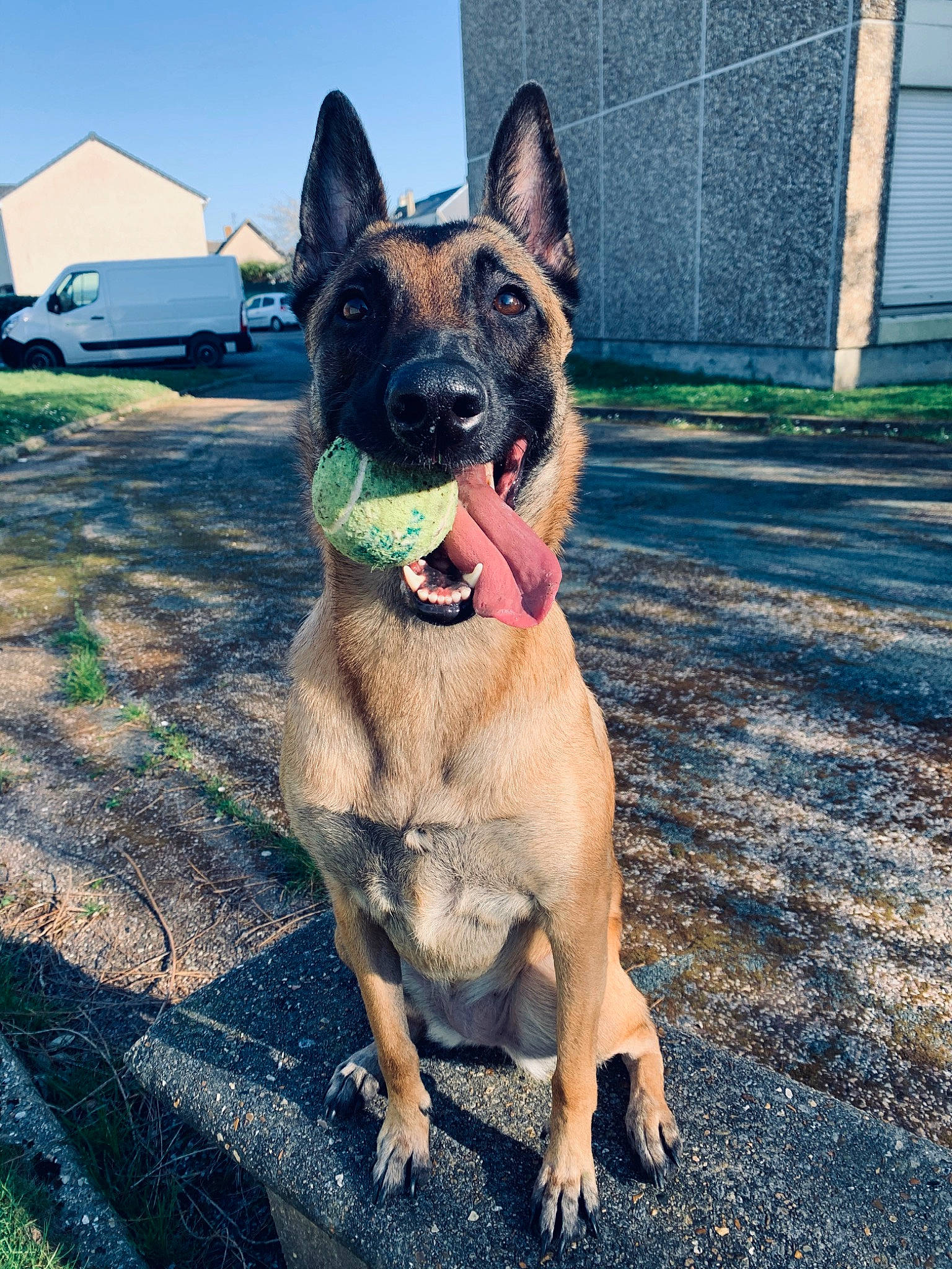 Nia a rejoint le concours — aidez-le/la à gagner de superbes lots ! belgian_shepherd, belgian_shepherd_malinois, canidae, carnivore, dog, dog_breed, east_european_shepherd, fawn, german_shepherd_dog, kunming_wolfdog, mammal, police_dog, rare_breed_dog, snout, vertebrate, working_dog