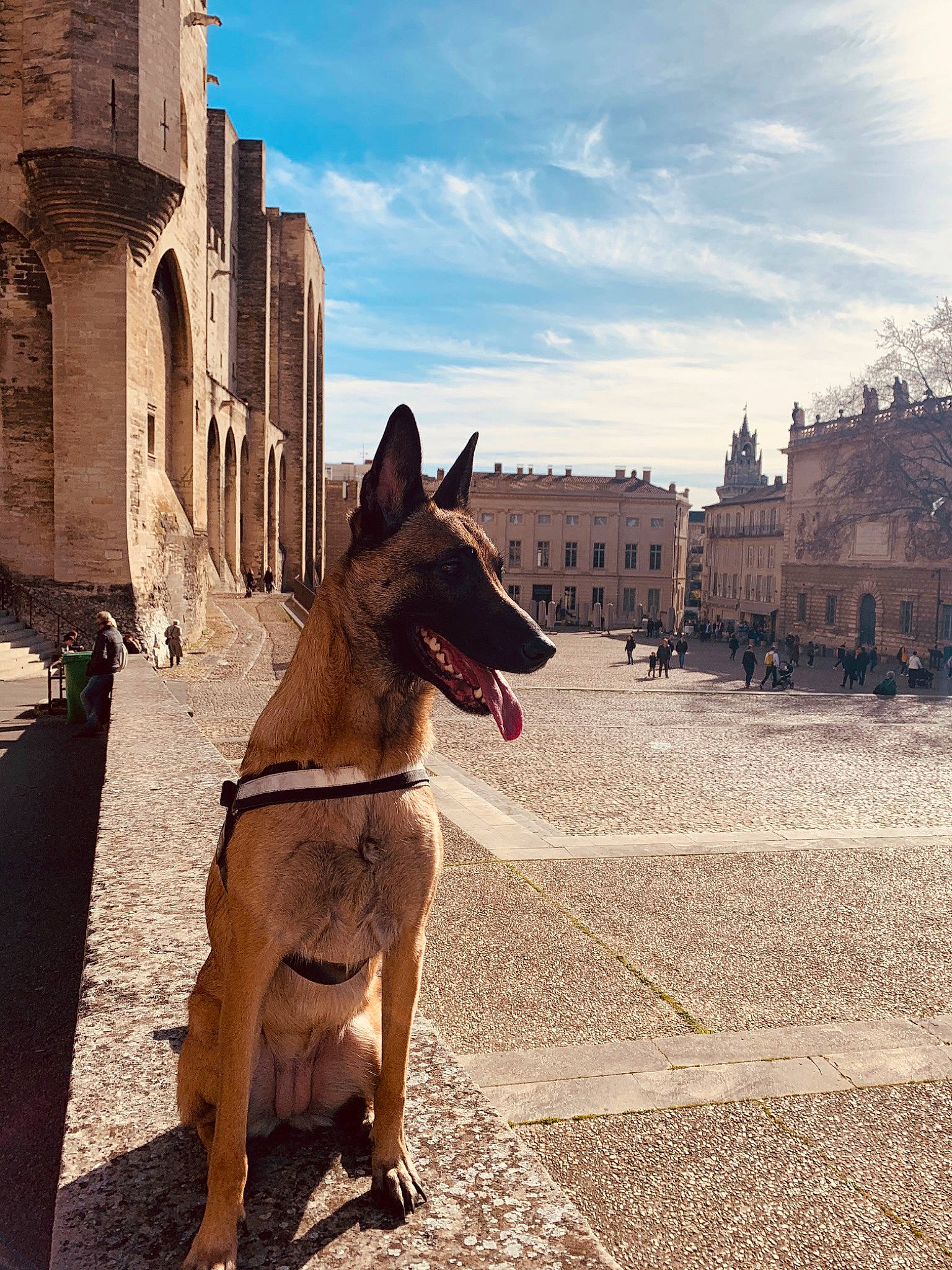 Nia participe au concours pour gagner de l'argent avec cette photo : architecture, belgian_shepherd, belgian_shepherd_malinois, canidae, carnivore, dog, dog_breed, fawn, german_shepherd_dog, kunming_wolfdog, police_dog, sky, snout, street, vacation, working_dog