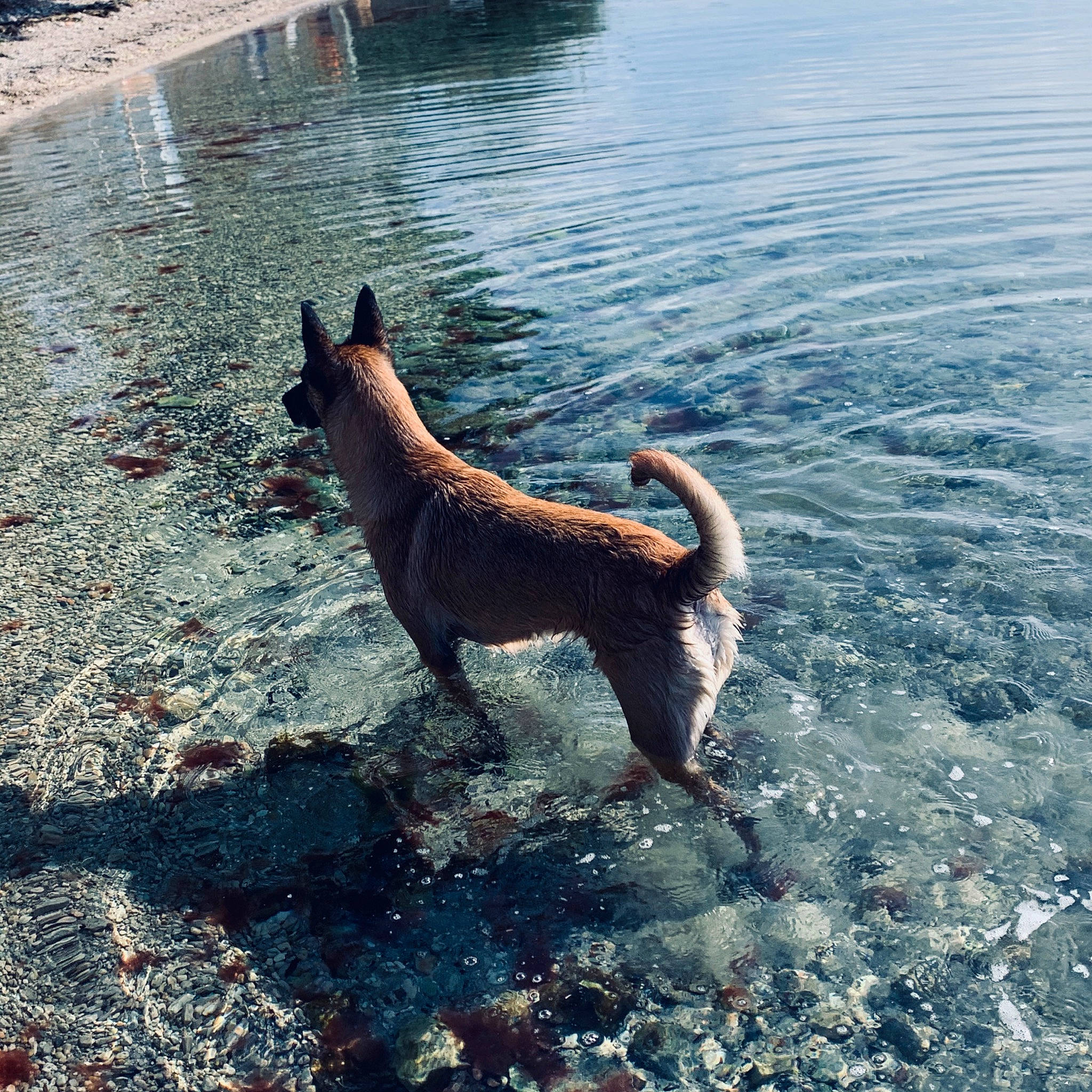 Nia participe au concours pour gagner de l'argent avec cette photo : canidae, carnivore, dog, dog_breed, dog_walking, formosan_mountain_dog, kai_ken, non_sporting_group, tail