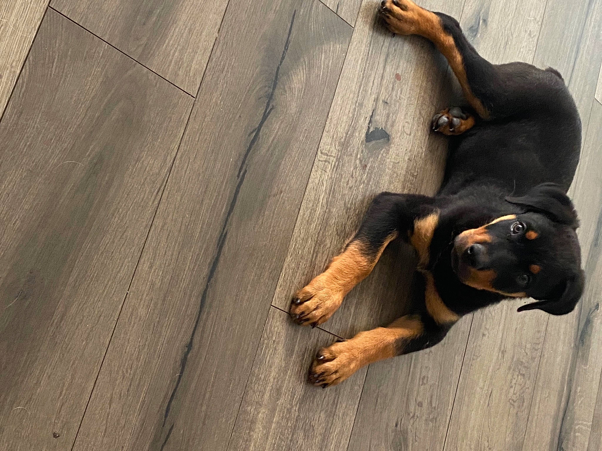 Puppy is registered to the contest to win money with this photo: brown, canidae, carnivore, companion_dog, dog, dog_breed, eye, fawn, flooring, grey, guard_dog, hardwood, human_leg, paw, rottweiler, sporting_group, street_dog, terrestrial_animal, wood, working_animal