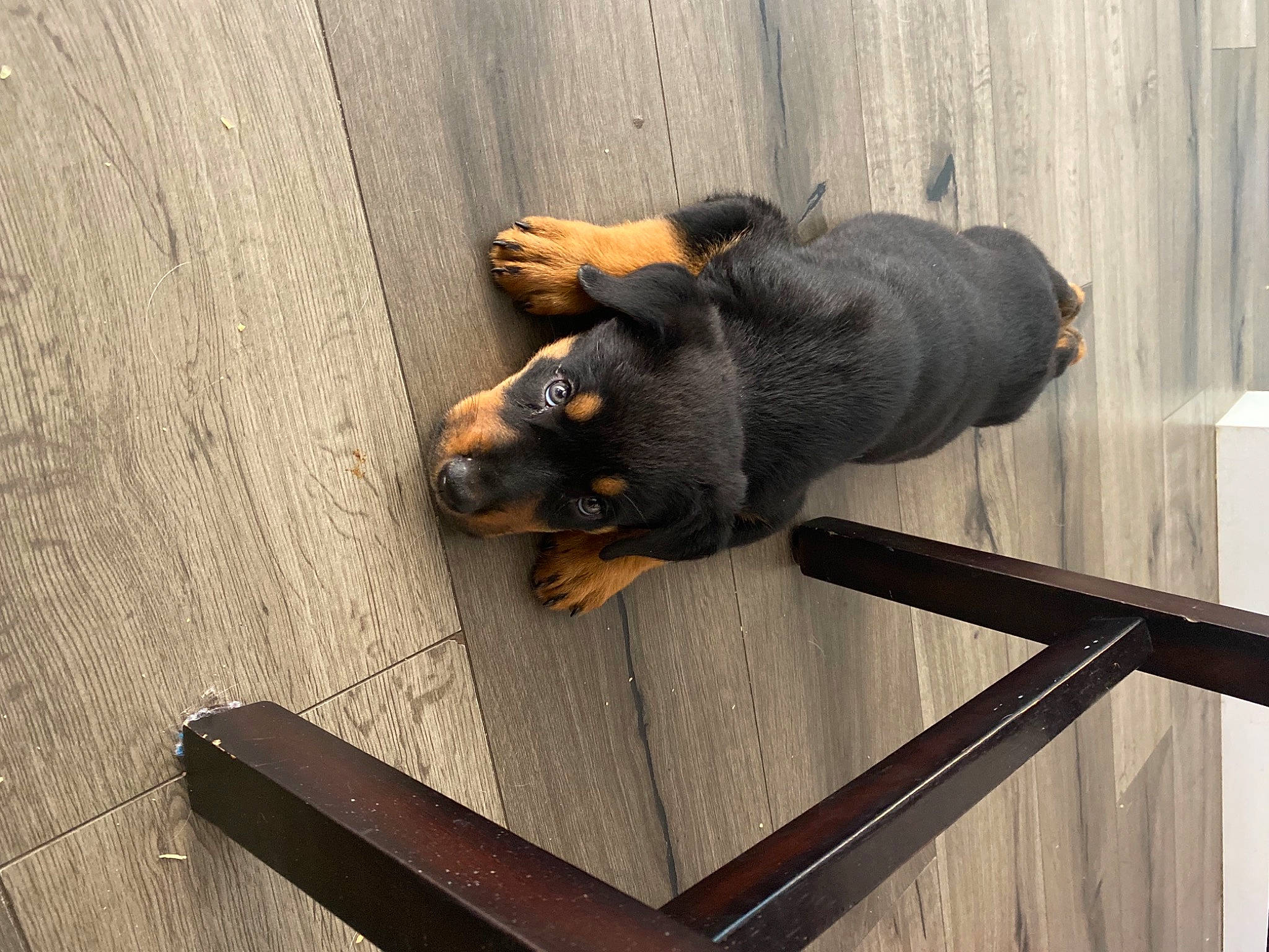 Puppy is registered to the contest to win money with this photo: canidae, carnivore, companion_dog, dog, dog_breed, fawn, flooring, fur, grey, guard_dog, hardwood, plank, rectangle, snout, sporting_group, tail, terrestrial_animal, varnish, wood, wood_stain