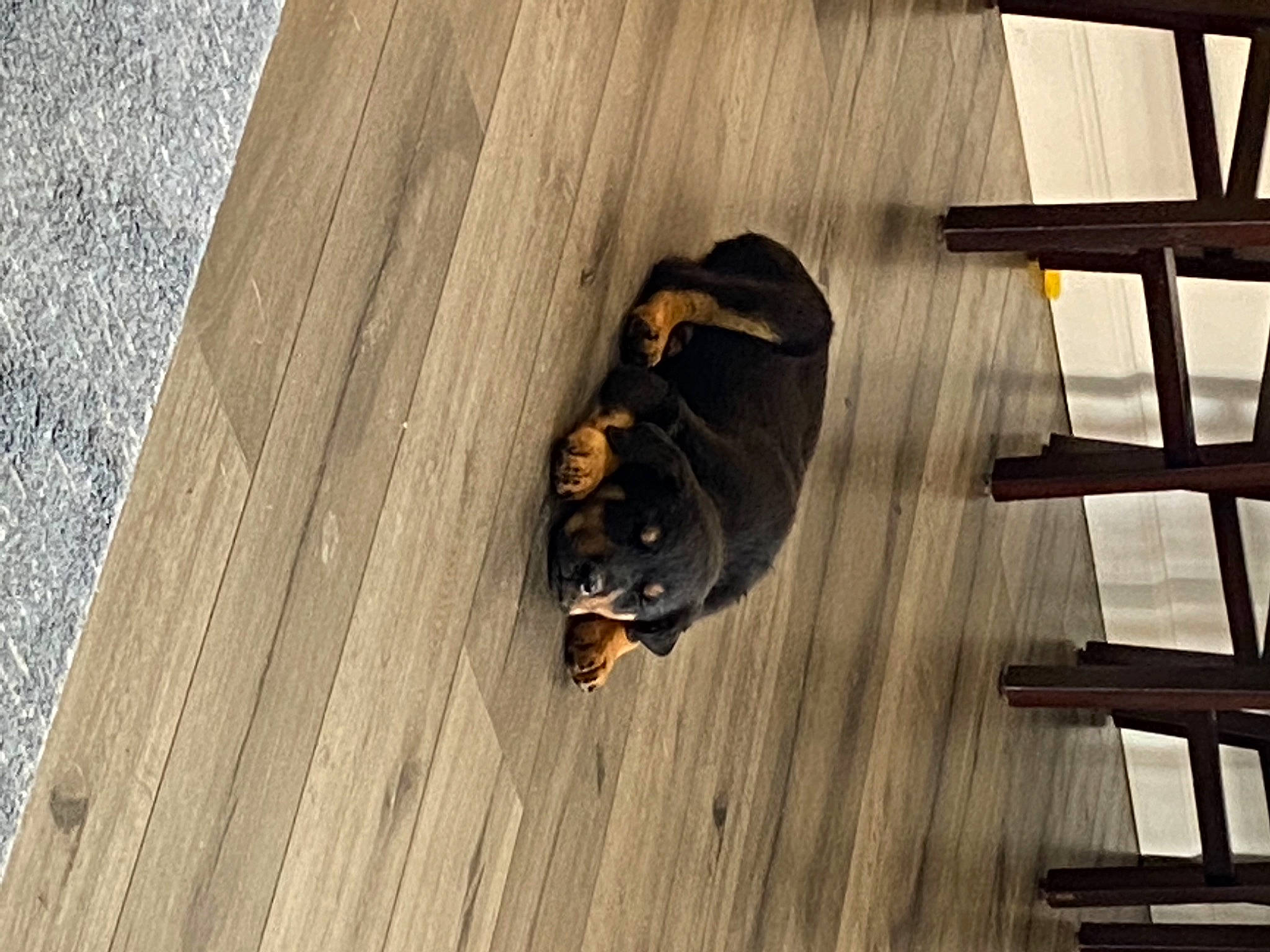 Puppy joined the competition — help win amazing prizes! brown, carnivore, companion_dog, dog, dog_breed, fawn, floor, flooring, grey, hardwood, laminate_flooring, pattern, plank, tail, tints_and_shades, vertebrate, wood, wood_flooring, wood_stain, working_animal