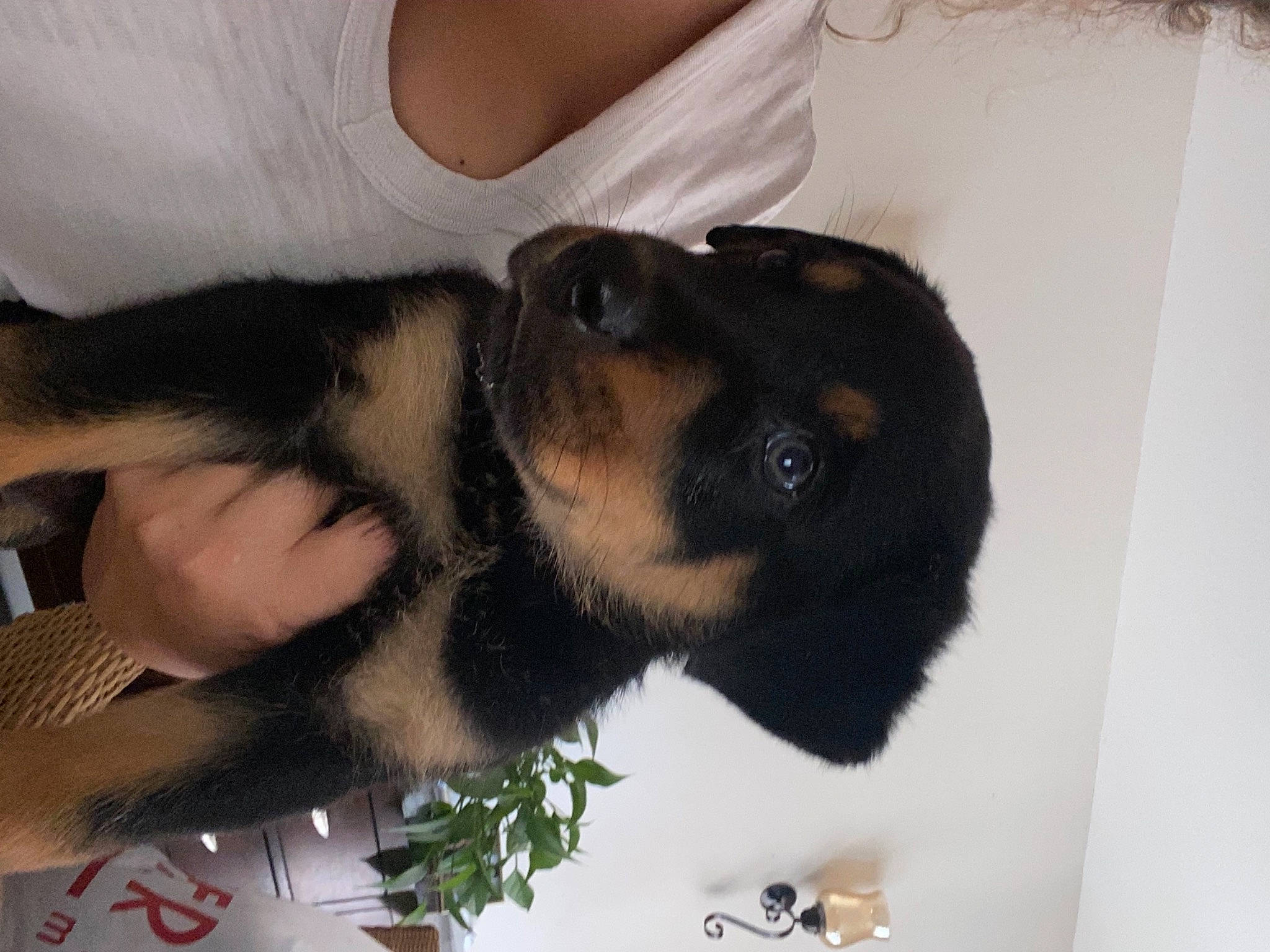 Puppy joined the competition — help win amazing prizes! canidae, carnivore, companion_dog, dog, dog_breed, ear, fawn, finger, fur, gesture, guard_dog, nail, paw, snout, sporting_group, tail, terrestrial_animal, working_animal, working_dog, wrist