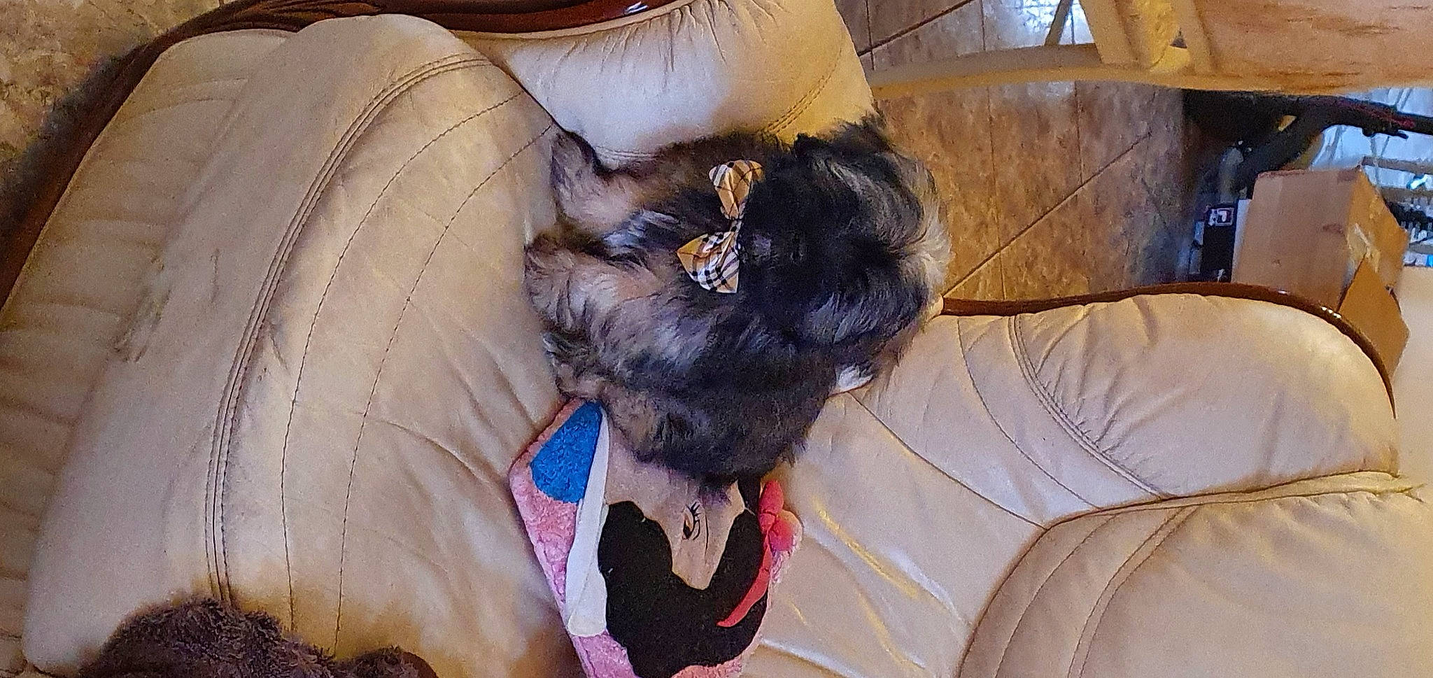 Bazook a rejoint le concours — aidez-le/la à gagner de superbes lots ! canidae, carnivore, collar, comfort, companion_dog, dog, dog_breed, dog_collar, dog_supply, fawn, felidae, fur, linens, liver, pet_supply, sporting_group, terrier, toy_dog, whiskers, working_animal