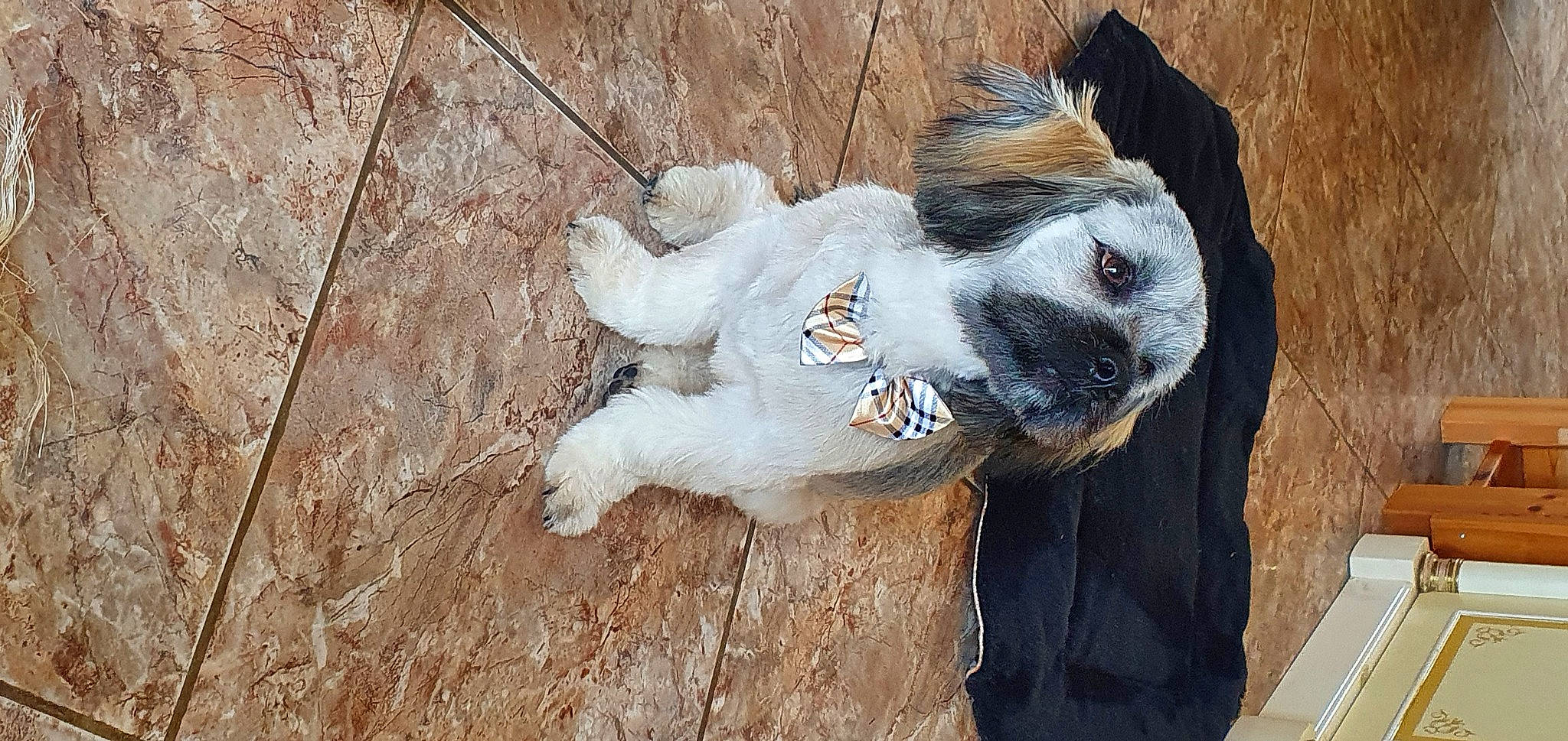 Bazook participe au concours pour gagner de l'argent avec cette photo : carnivore, companion_dog, dog_breed, fawn, flooring, foot, fur, hardwood, natural_material, non_sporting_group, paw, snout, sporting_group, tail, terrestrial_animal, wood, working_animal