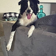 Arlo is registered to the contest to win money with this photo: dog, black_and_white, border_collie, tongue_out, couch, indoor, pet, happy, fur, animal, relaxed, home, blanket, decor, furniture, paw, canine, tongue, smiling, resting