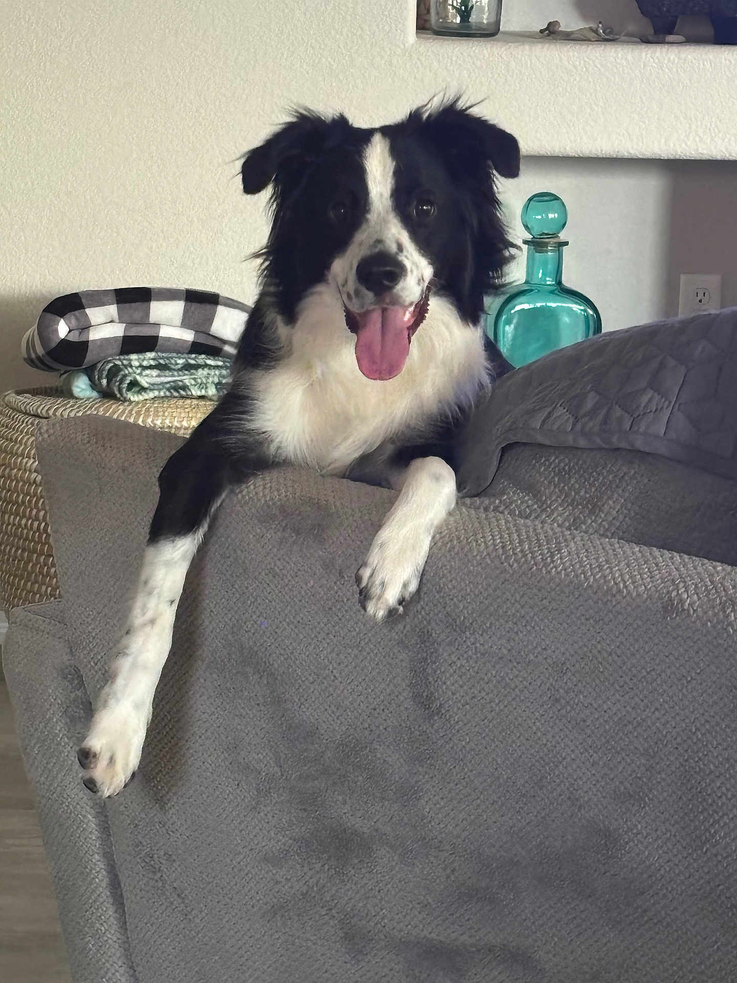 Arlo is registered to the contest to win money with this photo: dog, black_and_white, border_collie, tongue_out, couch, indoor, pet, happy, fur, animal, relaxed, home, blanket, decor, furniture, paw, canine, tongue, smiling, resting