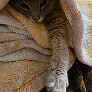 Buster joined the competition — help win amazing prizes! cat, paw, blanket, cozy, fur, pet, animal, resting, indoor, cute, sleepy, soft, warm, tabby, claws, relaxed, comfort, snuggle, feline, closeup