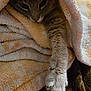 cat, paw, blanket, cozy, fur, pet, animal, resting, indoor, cute, sleepy, soft, warm, tabby, claws, relaxed, comfort, snuggle, feline, closeup