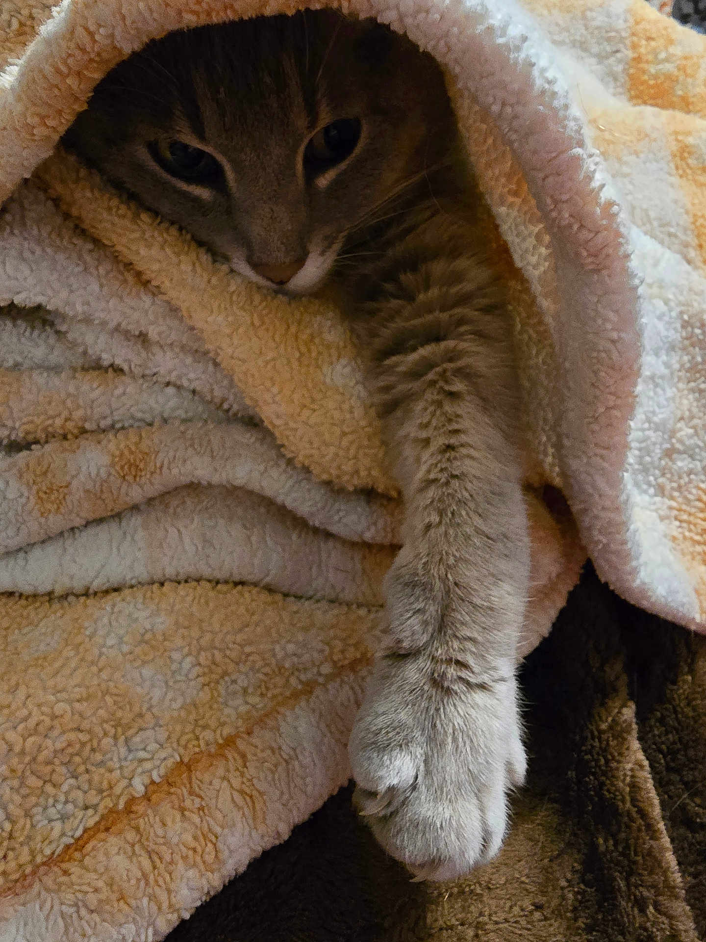Buster joined the competition — help win amazing prizes! cat, paw, blanket, cozy, fur, pet, animal, resting, indoor, cute, sleepy, soft, warm, tabby, claws, relaxed, comfort, snuggle, feline, closeup