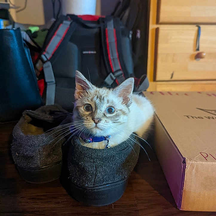 Taiga is registered to the contest to win money with this photo: box, cabinetry, cardboard, carnivore, carton, cat, comfort, domestic_short_haired_cat, drawer, fawn, felidae, fur, hardwood, packaging_and_labeling, packing_materials, shipping_box, small_to_medium_sized_cats, tail, whiskers, wood
