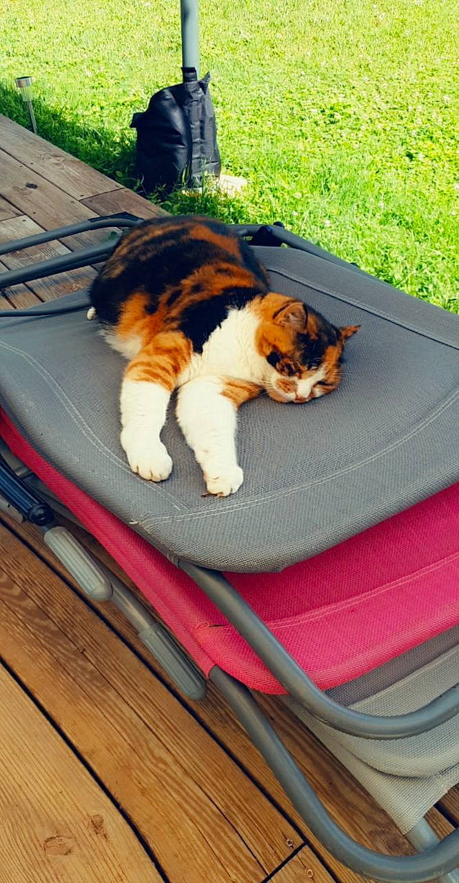 Louna a rejoint le concours — aidez-le/la à gagner de superbes lots ! carnivore, cat, comfort, companion_dog, dog_breed, domestic_short_haired_cat, fawn, felidae, flooring, fur, grass, green, hardwood, leisure, outdoor_furniture, plant, small_to_medium_sized_cats, tail, whiskers, wood