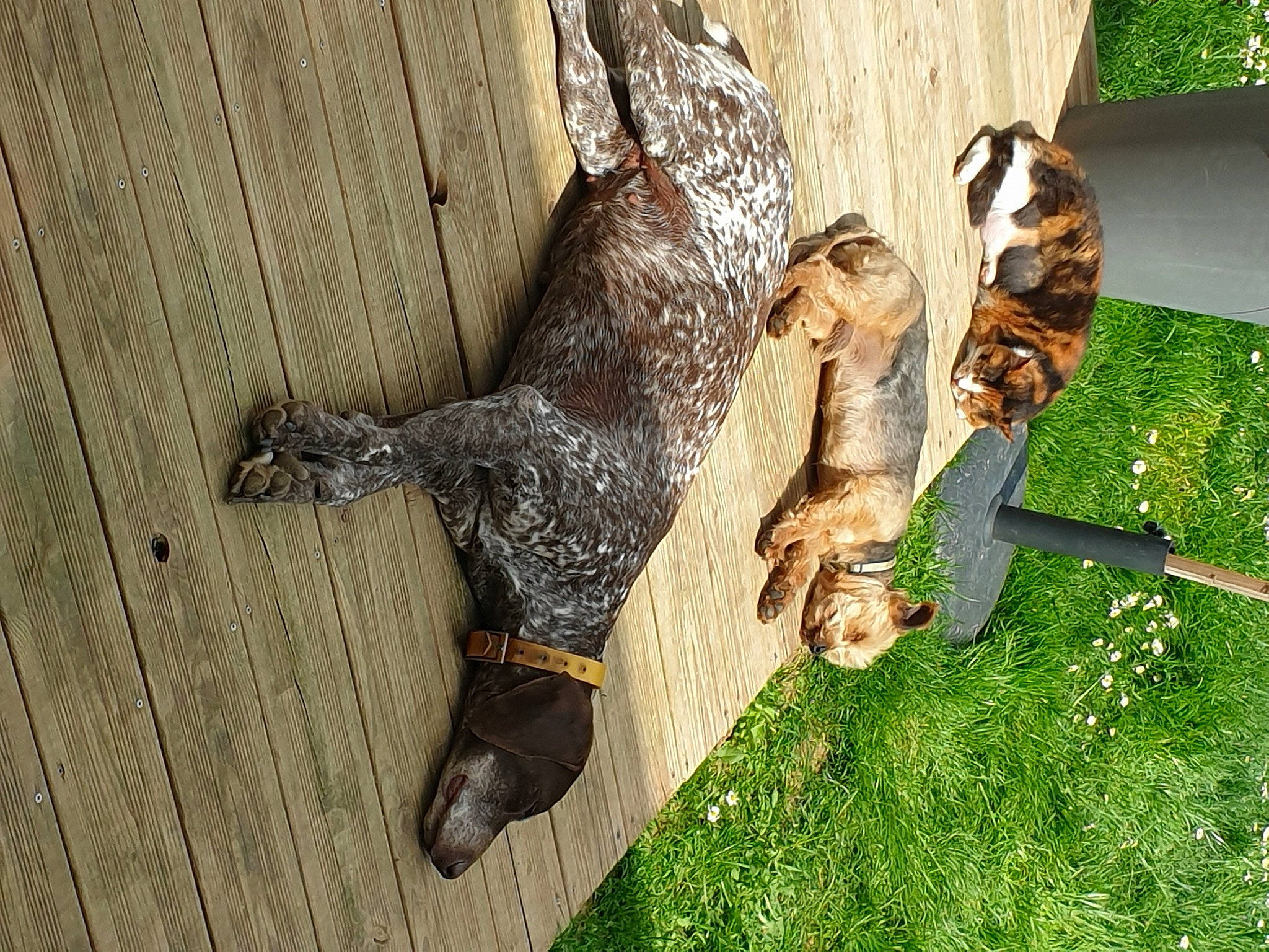 Riga a rejoint le concours — aidez-le/la à gagner de superbes lots ! canidae, carnivore, dog_breed, fawn, felidae, grass, guard_dog, hardwood, natural_material, plant, sporting_group, tail, terrestrial_animal, tree, trunk, wildlife, wood