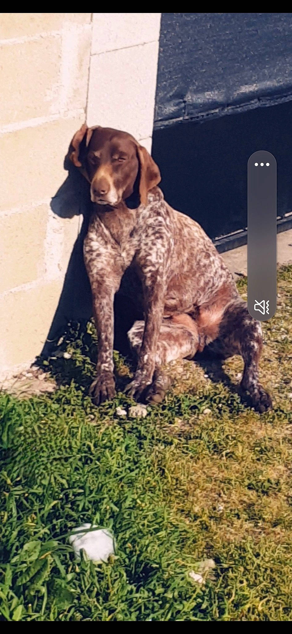 Riga a rejoint le concours — aidez-le/la à gagner de superbes lots ! braque_francais, carnivore, companion_dog, dog, dog_breed, fawn, grass, gun_dog, hound, liver, old_danish_pointer, plant, pointing_breed, retriever, soil, spaniel, sporting_group, tail, terrestrial_animal, working_animal