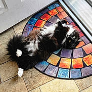 Vivian is registered to the contest to win money with this photo: cat, feline, black_and_white, fluffy, pet, indoor, mat, colorful, curious, green_eyes, lying_down, belly_up, fur, whiskers, tail, paws, tile_floor, door, relaxed, domestic_animal