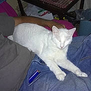Mitty joined the competition — help win amazing prizes! animal, casual, cat, comfort, domestic, furniture, glasses, home, indoor, jeans, lap, lighter, person, pet, relaxation, resting, sleeping_cat, table, trash_can, white_cat