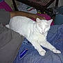 animal, casual, cat, comfort, domestic, furniture, glasses, home, indoor, jeans, lap, lighter, person, pet, relaxation, resting, sleeping_cat, table, trash_can, white_cat