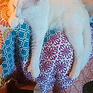 Mitty is registered to the contest to win money with this photo: animal, blanket, cat, colorful, comfort, cozy, feline, fur, home, indoor, nap, patterned_blanket, paws, pet, relaxation, resting, sleeping, soft_lighting, table, white_cat