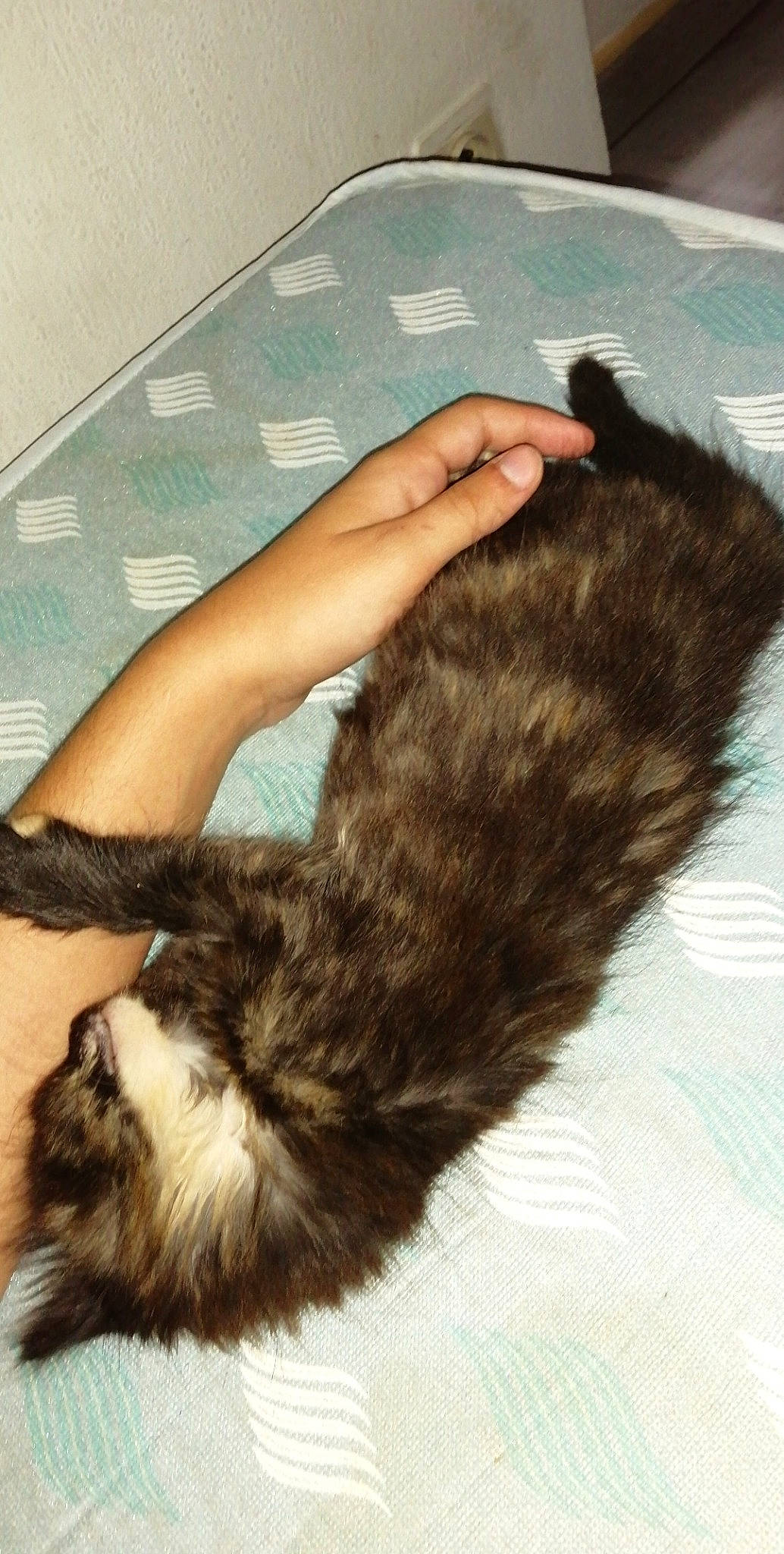 Rainha a rejoint le concours — aidez-le/la à gagner de superbes lots ! carnivore, cat, claw, domestic_long_haired_cat, ear, felidae, fur, fur_clothing, hand, long_hair, norwegian_forest_cat, skin, small_to_medium_sized_cats, tail, textile