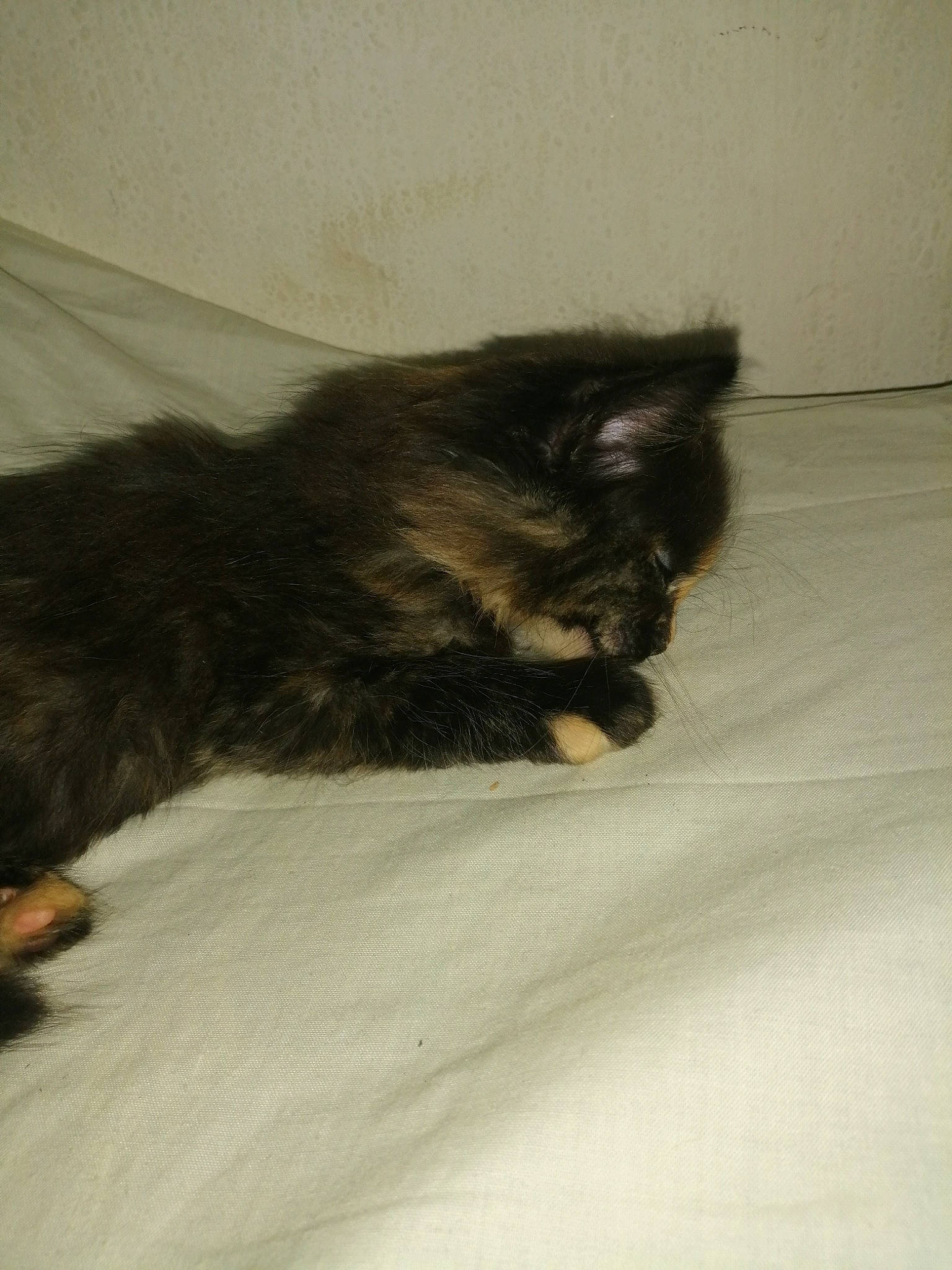 Rainha participe au concours pour gagner de l'argent avec cette photo : black_cat, carnivore, cat, domestic_long_haired_cat, fawn, felidae, fur, kitten, norwegian_forest_cat, persian, small_to_medium_sized_cats, tail, whiskers