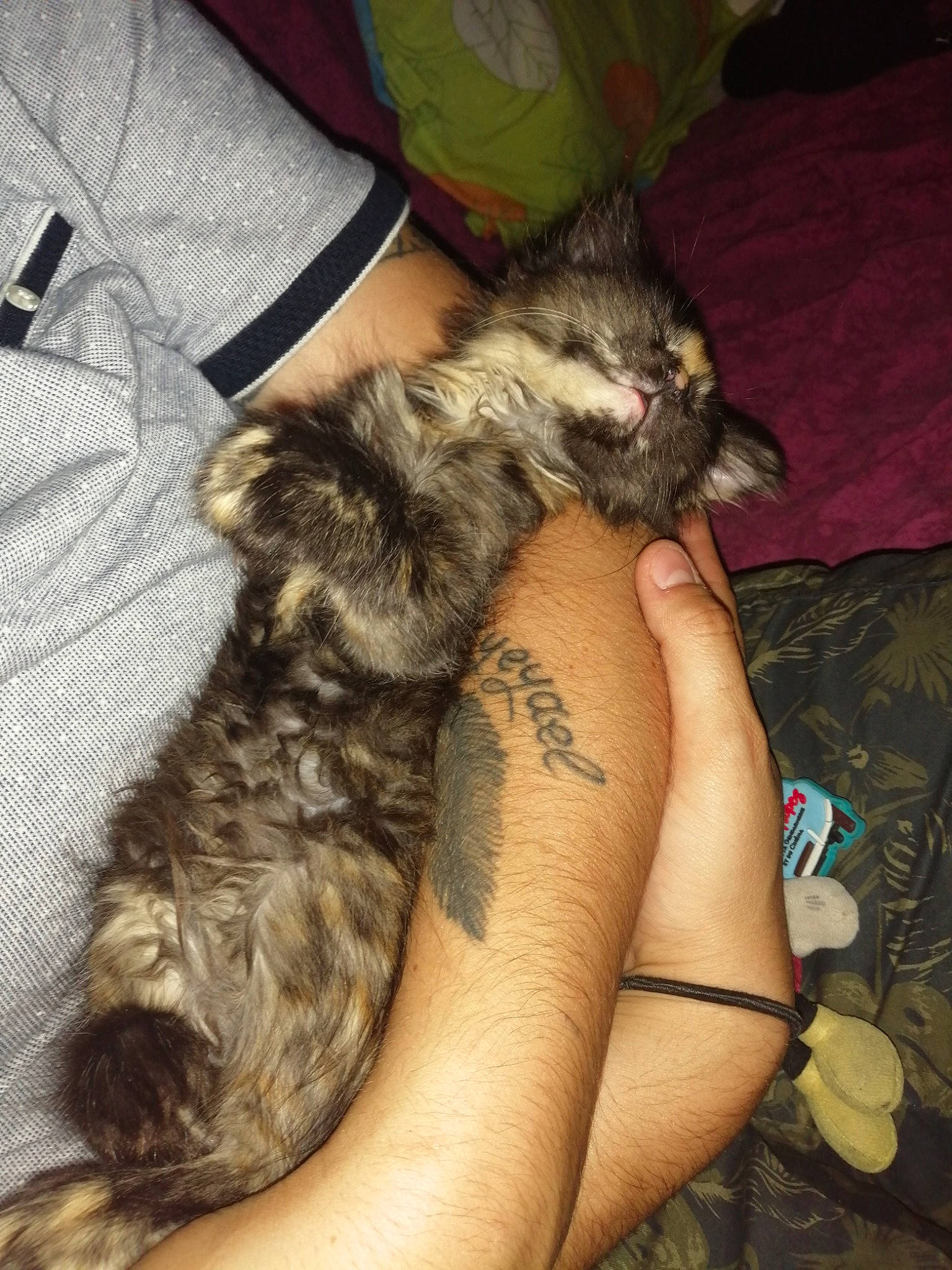 Rainha participe au concours pour gagner de l'argent avec cette photo : cairn_terrier, canidae, carnivore, cat, claw, dog_breed, domestic_long_haired_cat, dragon_li, ear, european_shorthair, felidae, kitten, maine_coon, norwegian_forest_cat, pixie_bob, skin, small_to_medium_sized_cats, tabby_cat