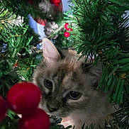 Mrs.kitty joined the competition — help win amazing prizes! cat, christmas_tree, greenery, red_berries, holiday, curious, pet, animal, indoor, closeup, feline, decorations, nature, soft_focus, festive, branch, fur, whiskers, eyes, nose
