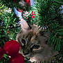 cat, christmas_tree, greenery, red_berries, holiday, curious, pet, animal, indoor, closeup, feline, decorations, nature, soft_focus, festive, branch, fur, whiskers, eyes, nose