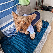 Sako participe au concours pour gagner de l'argent avec cette photo : blanket, blue_outfit, canine, clothing, companion, couch, cute, dog, domestic_animal, ears, fur, furniture, home, indoor, living_room, pet, pillow, small_dog, striped_towel, wooden_floor
