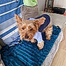 blanket, blue_outfit, canine, clothing, companion, couch, cute, dog, domestic_animal, ears, fur, furniture, home, indoor, living_room, pet, pillow, small_dog, striped_towel, wooden_floor