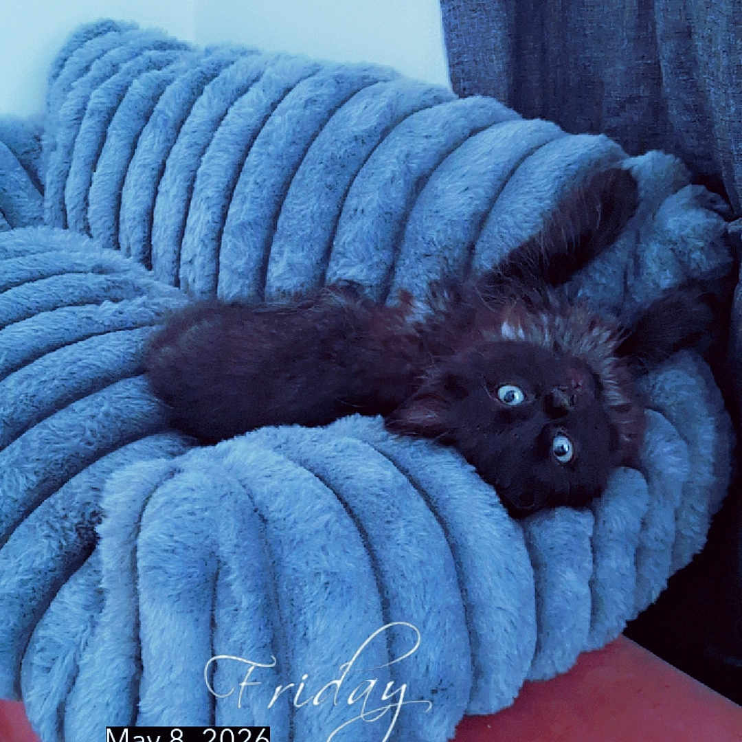 M Amour participe au concours pour gagner de l'argent avec cette photo : cat, black_cat, upside_down, fluffy, couch, blue_couch, curtains, red_seat, indoor, pet, relaxed, furniture, cozy, animal, eyes, looking, texture, home, timestamp, digital_overlay