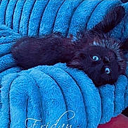 Pioupiou participe au concours pour gagner de l'argent avec cette photo : animal, black_cat, blue_blanket, close_up, comfort, cozy, cute, eyes, fur, home, indoor, kitten, lying_down, pet, plush, relaxing, resting, sleepy, soft_texture, upside_down