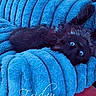 animal, black_cat, blue_blanket, close_up, comfort, cozy, cute, eyes, fur, home, indoor, kitten, lying_down, pet, plush, relaxing, resting, sleepy, soft_texture, upside_down