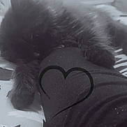 Pioupiou participe au concours pour gagner de l'argent avec cette photo : black_cat, kitten, leg, heart_doodle, text_overlay, black_and_white, snuggling, furry, pet, cute, sleeping, cozy, indoor, resting, animal, paw, human_leg, soft_texture, close_up, adorable