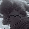 adorable, animal, black_and_white, black_cat, close_up, cozy, cute, furry, heart_doodle, human_leg, indoor, kitten, leg, paw, pet, resting, sleeping, snuggling, soft_texture, text_overlay