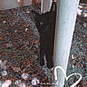 animal, black_cat, curious, cute, daylight, dry_leaves, fall, ground, heart, hiding, kitten, nature, outdoor, pet, playful, shadow, small, sunlight, table_leg, text_overlay