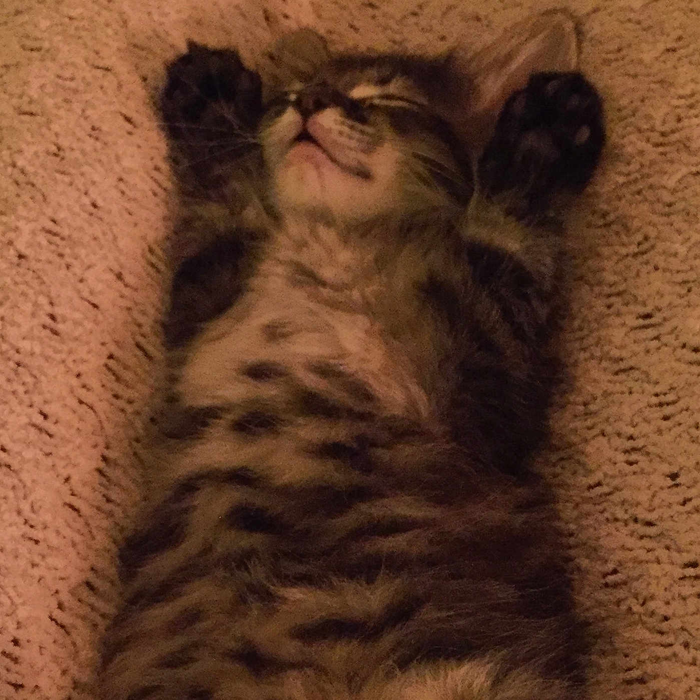 Griffin joined the competition — help win amazing prizes! abyssinian, animal, blanket, bodypart, brasssection, cat, chair, couch, furniture, hardwood, homedecor, kitten, manx, mouth, musicalinstrument, person, pet, siamese, sleeping, wood