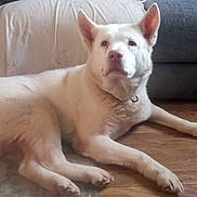 Buddy is registered to the contest to win money with this photo: animal, blanket, calm, collar, companion, couch, dog, domestic_animal, floor, fur, household, indoor, large_dog, lying_down, mammal, pet, relaxed, resting, white_dog, wooden_floor