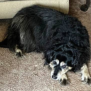 Molly is registered to the contest to win money with this photo: dog, black_dog, lying_down, carpet, indoor, furniture, couch, pet, animal, fur, resting, canine, mammal, home, relaxed, looking_up, floor, ears, paw, companion