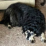 dog, black_dog, lying_down, carpet, indoor, furniture, couch, pet, animal, fur, resting, canine, mammal, home, relaxed, looking_up, floor, ears, paw, companion