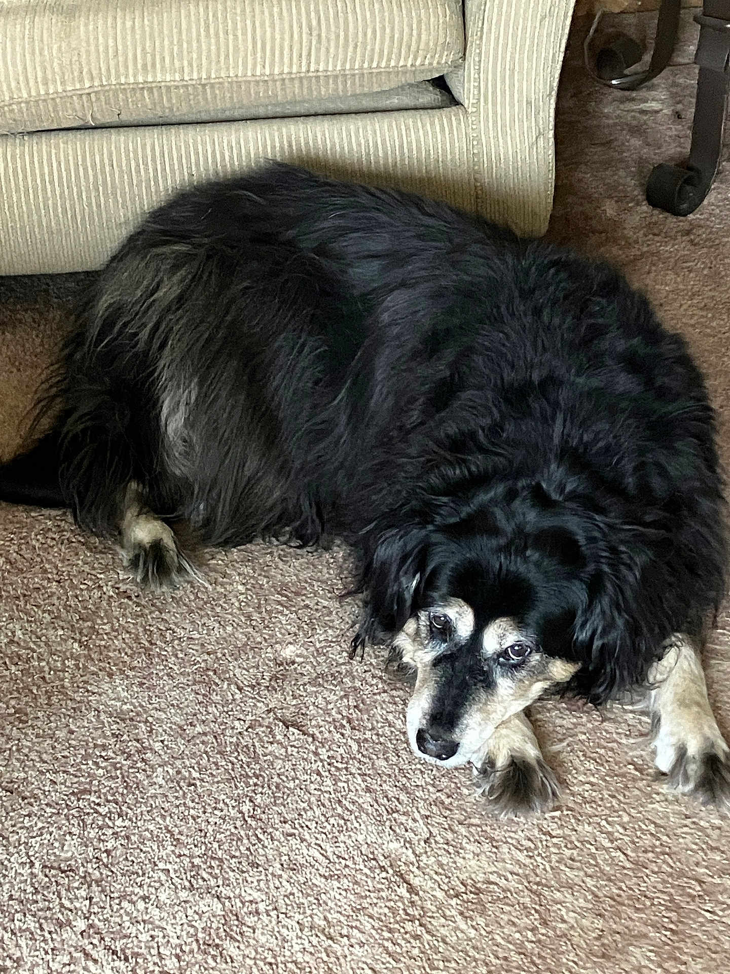 Molly
