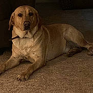 Cash joined the competition — help win amazing prizes! dog, labrador, carpet, indoor, pet, animal, lying_down, brown, fur, canine, collar, quiet, resting, domestic, mammal, relaxed, furniture, home, floor, portrait