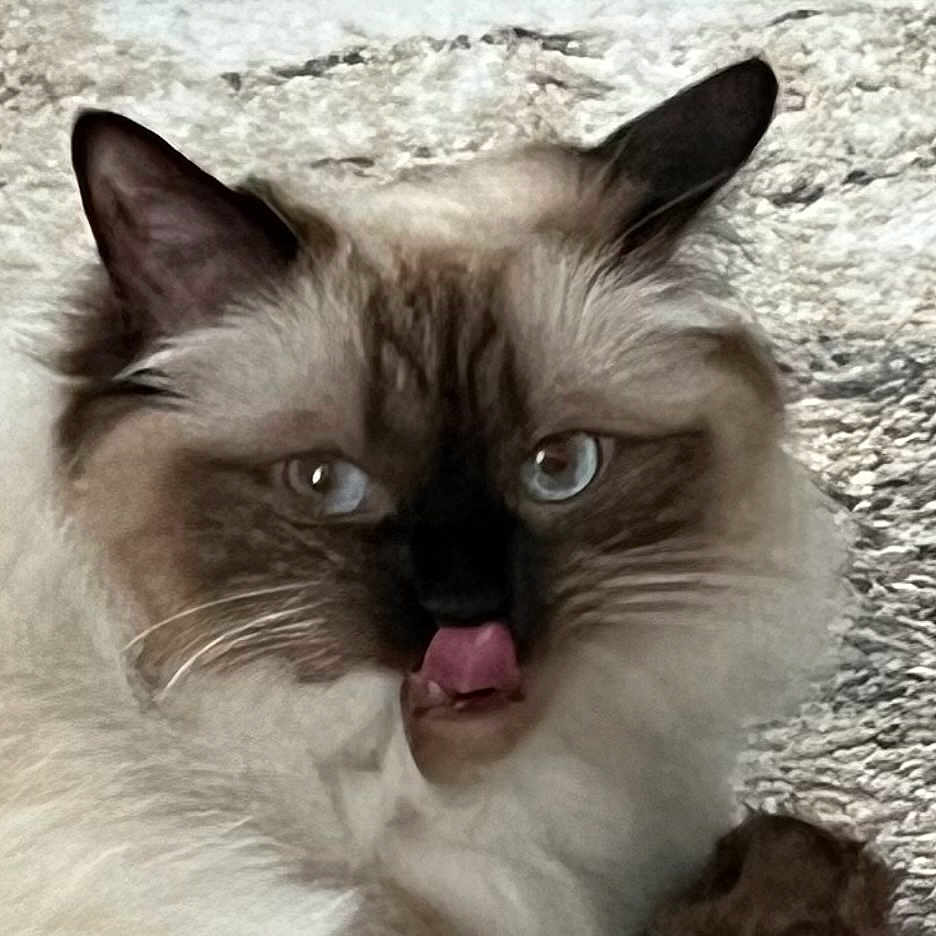 Bailey