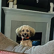 Annie is registered to the contest to win money with this photo: animal, collar, couch, cozy, curious, cute, decor, dog, ears, face, fireplace, fluffy_dog, furniture, home_interior, indoor, living_room, looking, pet, sitting, small_dog