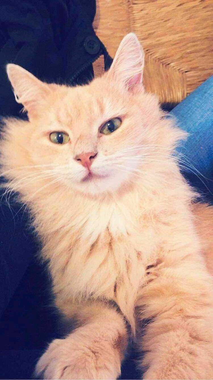 Titi a rejoint le concours — aidez-le/la à gagner de superbes lots ! british_longhair, carnivore, cat, claw, event, eye, fawn, felidae, fur, iris, maine_coon, paw, small_to_medium_sized_cats, snout, tail, terrestrial_animal, whiskers, window, wood