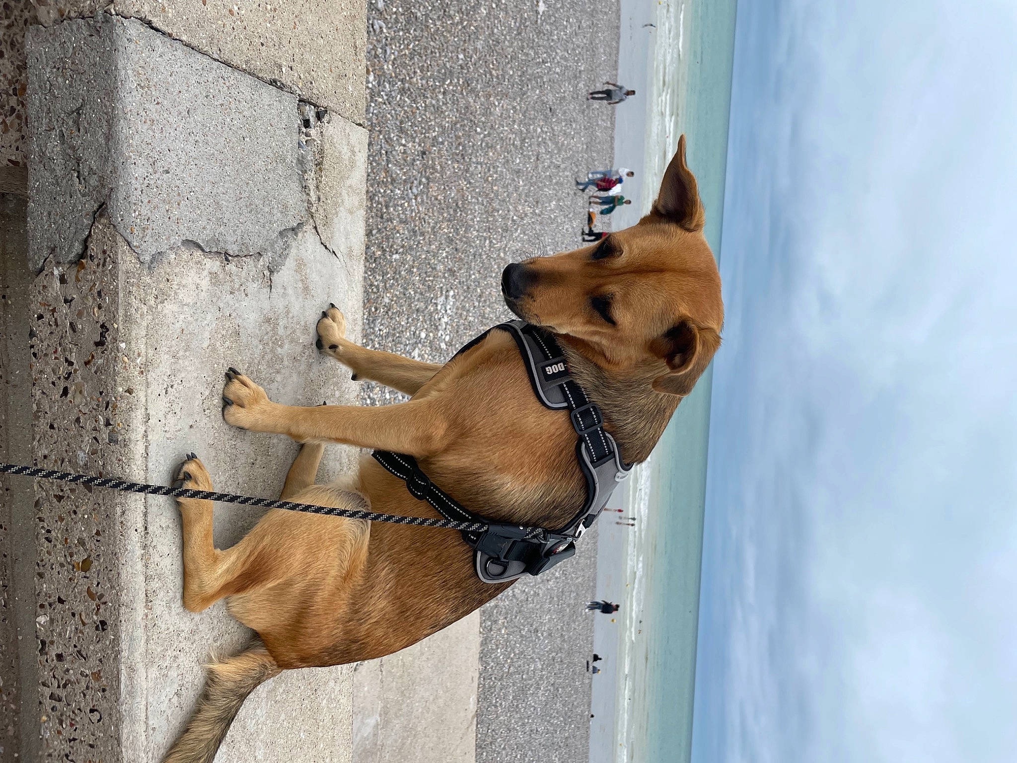 Milly a rejoint le concours — aidez-le/la à gagner de superbes lots ! canidae, carnivore, cloud, collar, companion_dog, dog, dog_breed, dog_collar, dog_supply, fawn, leash, liver, non_sporting_group, pet_supply, sky, snout, sporting_group, tail, window, working_animal