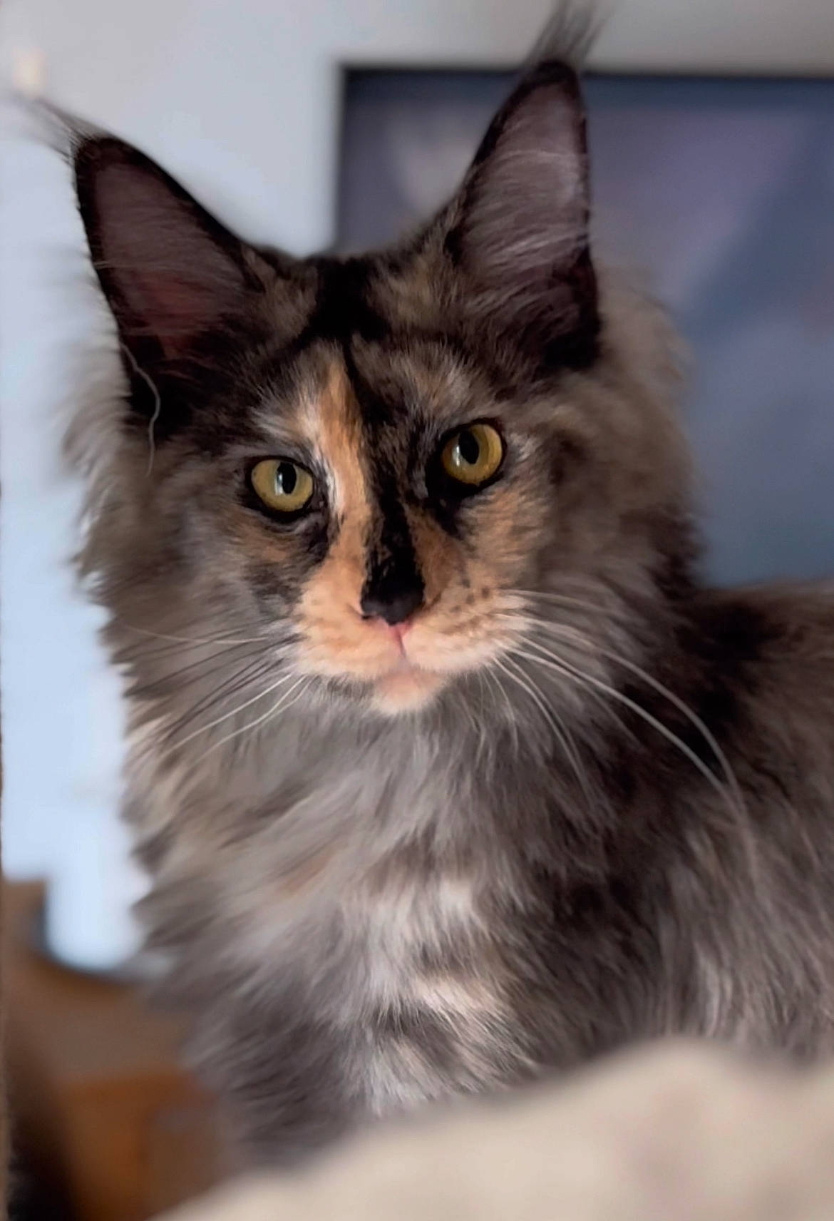 Zoé participe au concours pour gagner de l'argent avec cette photo : box, carnivore, cat, domestic_short_haired_cat, felidae, fur, small_to_medium_sized_cats, snout, whiskers, wildlife, window