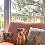 Marcel a rejoint le concours — aidez-le/la à gagner de superbes lots ! puppy, dog, couch, plush_toy, koala, pillow, rabbit_embroidery, window, tree, indoor, pet, small_dog, orange_couch, soft_toys, home_interior, natural_light, cute, sitting, animal, cozy