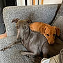 dog, couch, pet, animal, indoor, two_dogs, grey_dog, brown_dog, resting, cozy, companion, furniture, cute, canine, relaxed, living_room, domestic, portrait, snuggle, friendly