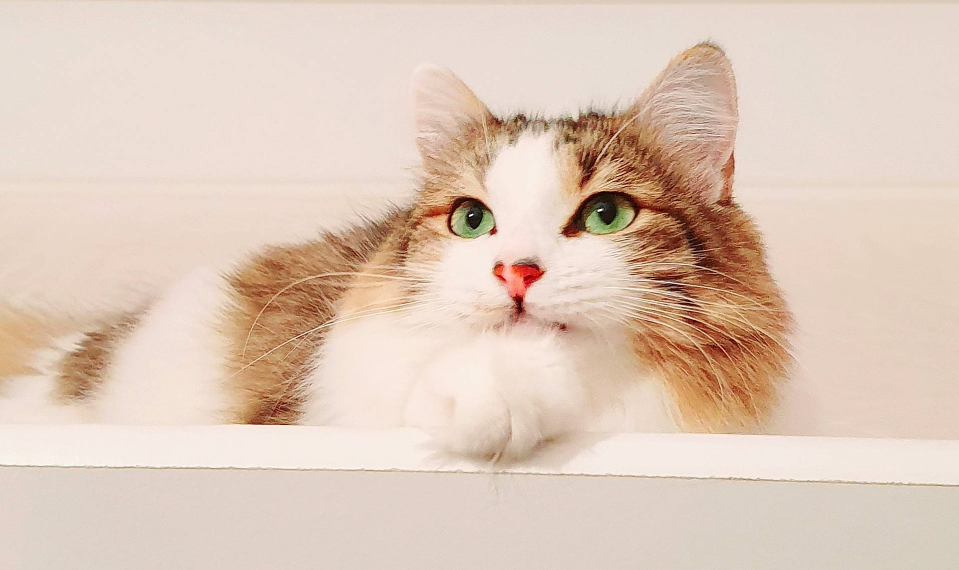 Chanel participe au concours pour gagner de l'argent avec cette photo : art, box, carnivore, cat, domestic_short_haired_cat, felidae, fur, graphics, paper_product, paw, photo_caption, rectangle, small_to_medium_sized_cats, whiskers, window